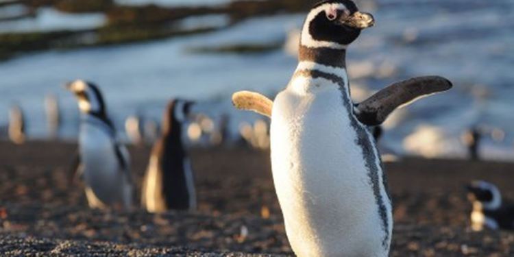 El Conicet presenta un nuevo streaming, esta vez con pingüinos en Chubut