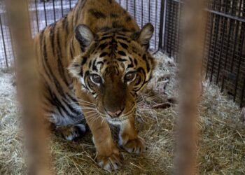 Trasladan a dos osos y una tigresa del ex Zoológico de Luján