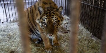 Trasladan a dos osos y una tigresa del ex Zoológico de Luján