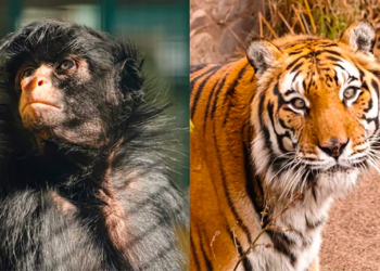 Tristeza por la muerte de la mona "Lisa" y el tigre "Diego", dos íconos del Parque de la Biodiversidad