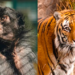 Tristeza por la muerte de la mona "Lisa" y el tigre "Diego", dos íconos del Parque de la Biodiversidad