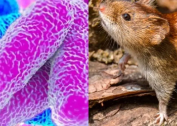 Alerta por leptospirosis: murió un hombre de 39 años en Bell Ville