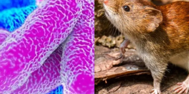 Alerta por leptospirosis: murió un hombre de 39 años en Bell Ville