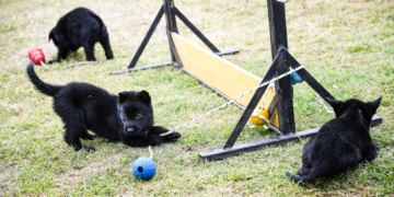 Se agranda la familia FPA: ocho cachorros se suman a la división K-9