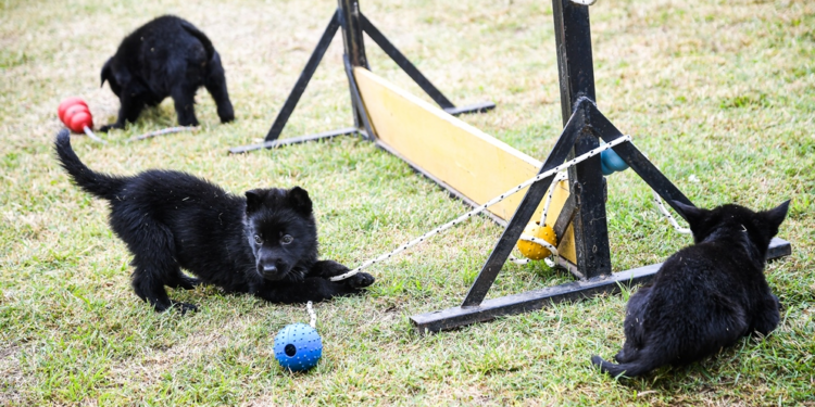 Se agranda la familia FPA: ocho cachorros se suman a la división K-9