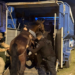 Detuvieron a tres hombres por caza ilegal