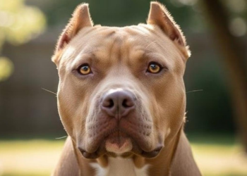 Trágico accidente: un niño de tres años murió tras el ataque de un pitbull