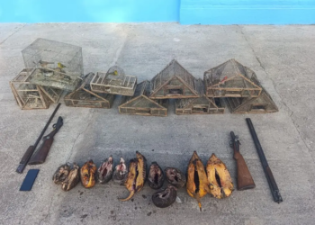 La Patrulla Rural secuestró armas, animales silvestres y perros utilizados para cazar