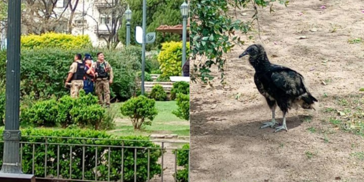 Apareció un visitante inesperado en la plaza Colón y tomó intervención la Patrulla Ambiental