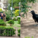 Apareció un visitante inesperado en la plaza Colón y tomó intervención la Patrulla Ambiental