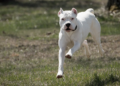 Un dogo argentino ingresó a una vivienda en Pilar y fue baleado