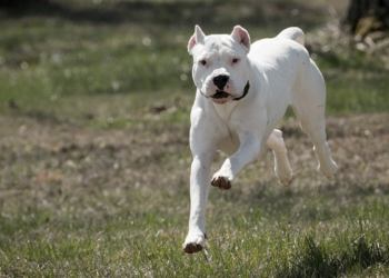 Un dogo argentino ingresó a una vivienda en Pilar y fue baleado