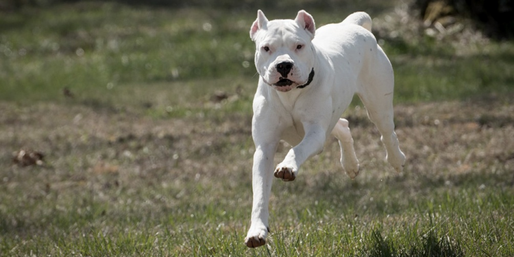 Un dogo argentino ingresó a una vivienda en Pilar y fue baleado