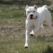 Un dogo argentino ingresó a una vivienda en Pilar y fue baleado